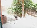 Dog gone wild on the mailman