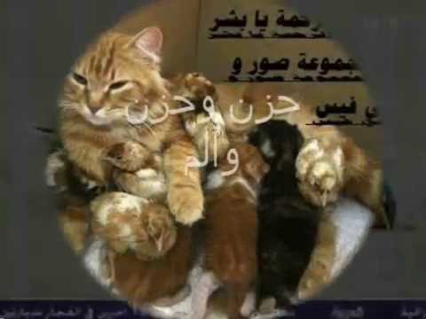سكس بنات مع حيوانات