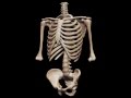 The Human Skeleton