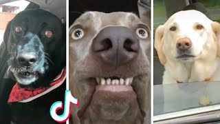 BEST DOG MEMES COMPILATION OF 2022 (FUNNY DOGS)
