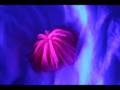 videos de La Rizza Roxia