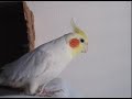 The Jake & Sonny Cockatiel Show The Jake & Sonny Cockatiel Show