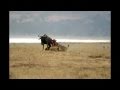 WILDEBEAST KILL FILMED BY RELUCTANT VIDEOGRAPHER