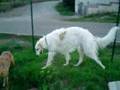 Borzoi video