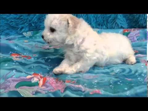 Bichon Frise puppy available for sale