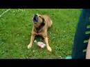 BUCK PLAYIN WITH A BOTTLE