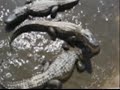 Alligator Adventure Trip at Myrtle Beach