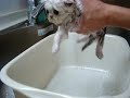 BooFooWoo Kitten shampoo b2