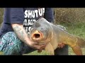 lot of carp by Schaun lot of carp by Schaun