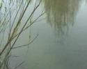 lot of carp by Schaun