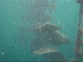 Snorkeling in a pearl farm, Mergui archipelago Snorkeling in a pearl farm, Mergui archipelago