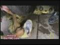 ANACONDA -The biggest Snake in the World