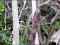 Asparagus acutifolius L. - Asparago selvatico