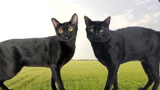 American Bombay vs British Bombay Cat - What's the Difference?