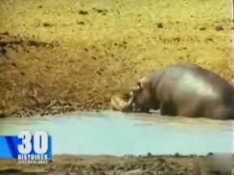 hippopotame