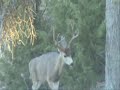 bow hunting blacktail deer bow hunting blacktail deer