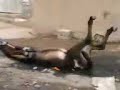 جحش في محنه