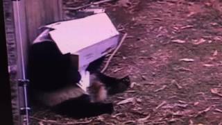 Smithsonian National Zoo