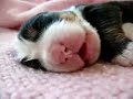 Small Cute Puppy Small Cute Puppy
