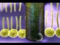 plant photosynthesis animation