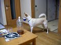 Click here to watch this video ラナ ボールで遊ぶ