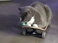 Cat Skate Cat Skate