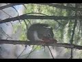 Red Squirrel, Freeville NY