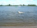 Kuvasz