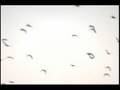 Birds Canada
