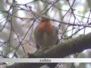Birding @ Whites Wood (November 2008)