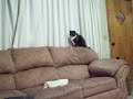 More Attack Cat!