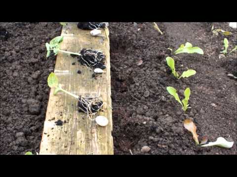 how to grow dwarf snap beans