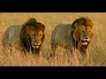 A little video I made to celebrate the majesty of these fantastic animals. BEWARE, CONTAINS LIONS HUNTING. If you like it please rate and leave a comment thanks!