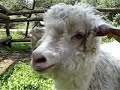 Caprette Mohair - Pierina e Sottiletta