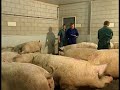 Bedrijfsfilm van MS Schippers BV Bedrijfsfilm van MS Schippers BV