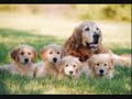 STOP ANIMAL ABUSE