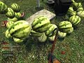 Melon House Melon House