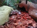 Eublepharis Macularius - Geco Leopardino