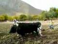 panjshir jan
