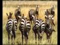 Patrimoni dell'umanità - Parco nazionale del Serengeti - Parte 1