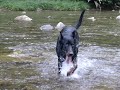 Beauceron