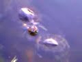 When Terrapins Attack! When Terrapins Attack!