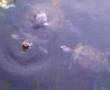 When Terrapins Attack!