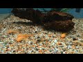 Albino bristlenose feeding at tyne valley aquatics