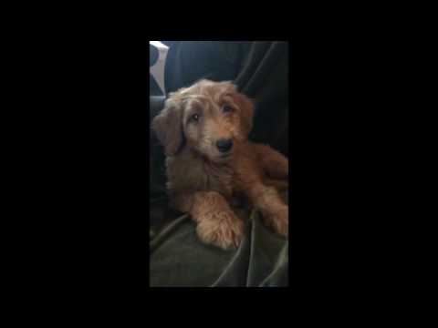 F1 Goldendoodle puppy- red girl- ready to go home