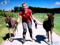 Inliner - Esel / skate - donkey