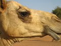 Camel lip-smacking in the desert, Dubai, UAE