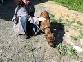 Click here to watch this video Chien Zack ...