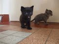 Plein de minou 2
