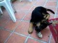 My German Shepherd puppie/ Mi Pastor Aleman cachorro
